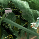 Illustration for article titled emDrakengard 3/em Isnt Just About Making A Sequel... Not Entirely